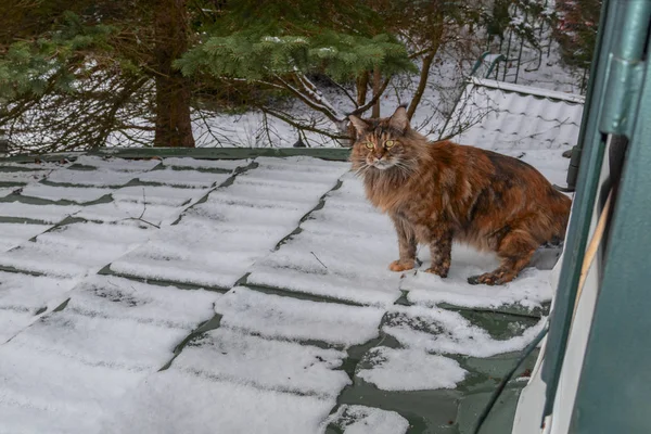 Maine Coon gato caminha na casa do telhado coberto de neve. Gato fofo caça na casa de campo coberta de neve no dia de inverno — Fotografia de Stock