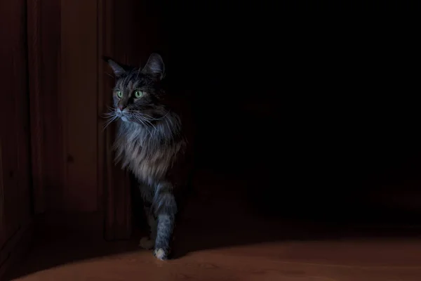 Katze Maine Coon aus der Düsternis, katzenhafte Silhouette mit grünen Augen. — Stockfoto