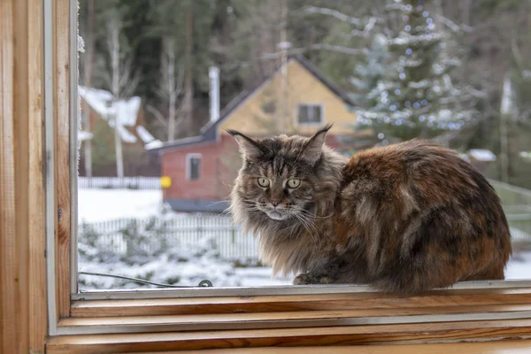 Big Maine Mosómedve macska ül az ablakon szemben a háttér havas téli táj. Tortoiseshell szín, hosszú hajú nagy macska. — Stock Fotó