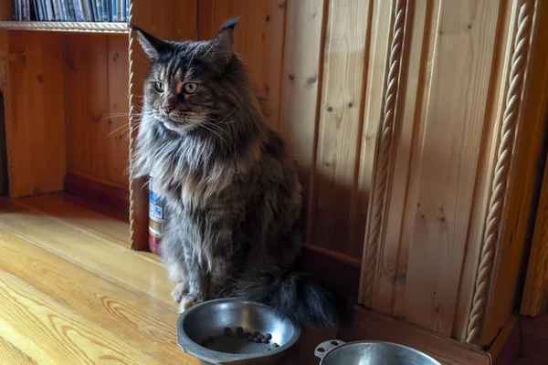 Maine Coon cat sits at bowl of dry food — 스톡 사진