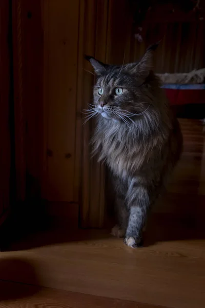 Portretul unei pisici uriașe Maine Coon pe fundal întunecat, Cameră la amurg . — Fotografie, imagine de stoc