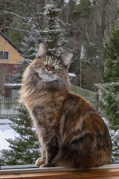 Big Maine Coon cat sits on window against the background winter landscape. Tortoiseshell color, long-haired large cat — Stock Photo, Image