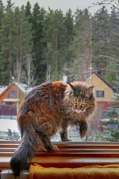 Il gatto del Maine Coon cammina sulla finestra. Fluffy gatto caccia sullo sfondo innevato in casa di campagna, giorno d'inverno — Foto Stock