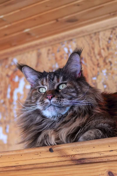 Portrait of the whiskered Maine Coon cat. Close-up fluffy big cat with tassels on the ears. — Stock Photo, Image