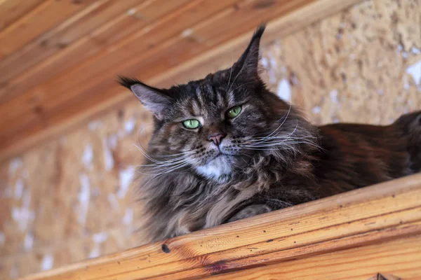 Noble big Maine Coon cat with green eyes and long mustache lies on wooden cabinet and looks down at the camera. Big cat with tassels on his ears — 스톡 사진