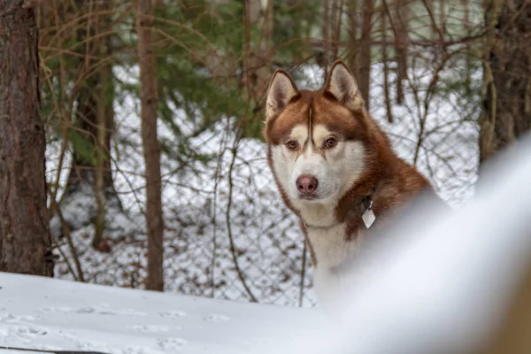 Cão husky siberiano em neve. — Fotografia de Stock