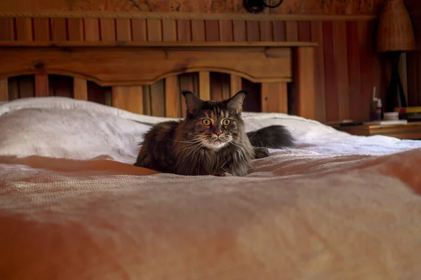 Cat main coon on the bed in evening room. — 스톡 사진