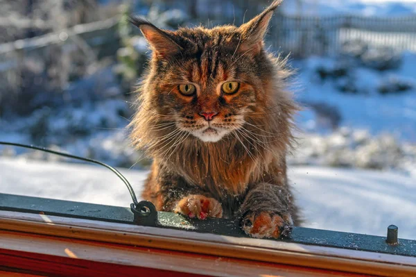 A macska az utcáról néz be az ablakon. Maine Mosómedve macska felmászik az ablakhoz a havas tetőről — Stock Fotó
