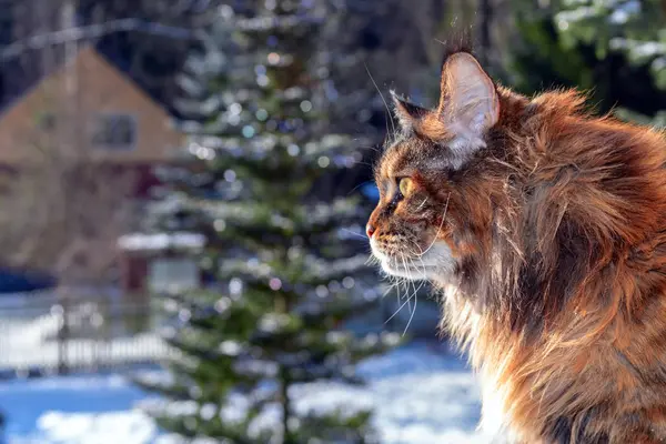 Pencerede Maine Coon kedisi, yan görüş. Kır evindeki kar kaplı arka planda tüylü kedi, kış günü. — Stok fotoğraf