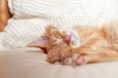 Güzel kırmızı kedi rüyası yumuşak yastıkta güzel bir evin rahat odasında. Kızıl saçlı, uykulu, çizgili yavru kedinin portresini kapat. Tatlı uyuyan kedi.