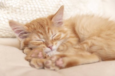 Güzel kırmızı tekir kedicik yumuşak yastıkta uyuyor. Kapalı portre. Kızıl saçlı, uykulu çizgili kedi yavrusu.