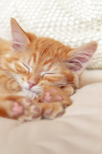 Hermoso sueño gatito tabby rojo en almohada suave. Cerca de retrato pelirroja sueño rayas gatito. Lindo gato dormido —  Fotos de Stock