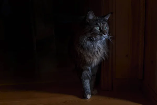 Retrato hermoso Maine Coon gato con ojos verdes, mullido gato en oscuro — Foto de Stock