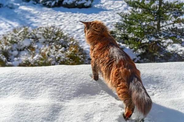 Maine Coon gato caminha na casa do telhado coberto de neve. Gato fofo caça na casa de campo coberta de neve no inverno dia ensolarado, vista traseira — Fotografia de Stock
