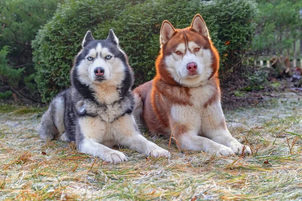 Beautiful portrait of two husky dogs. Adorable siberian husky dogs on winter frost green background — Stockfoto