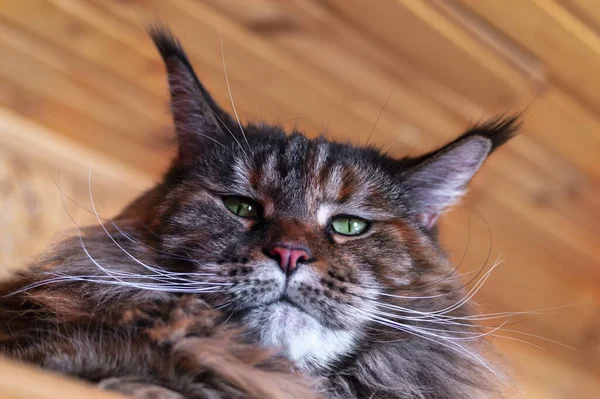 Портрет зелёноглазой кошки Майн Кун. Закрытая пушистая большая кошка с длинными кистями на ушах — стоковое фото