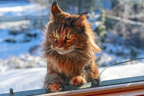 고양이는 겨울 거리에서 창밖을 봅니다. 메인 주머니쥐는 눈덮인 지붕에서 창문으로 올라간다 — 스톡 사진