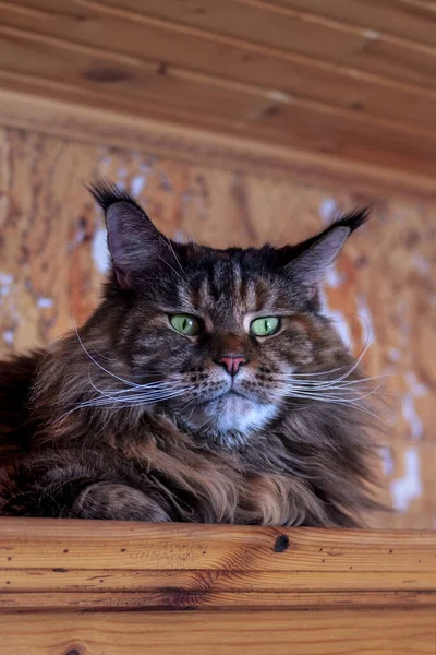 Portrait big european Maine Coon in close-up. Large green-eyed cat with long tassels on its ears — Stock Photo, Image