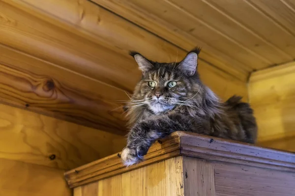 Portre bıyıklı Maine Rakun kedisi. Kulaklarında uzun püskülleri olan tüylü büyük kedi gardıropta yatıyor, odunsu kırsal arka plan. — Stok fotoğraf