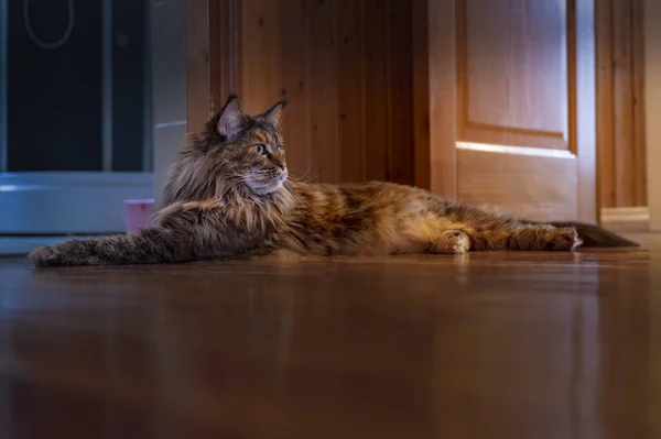 Большой пушистый меховой кот мейн кун лежит на деревянном полу. — стоковое фото