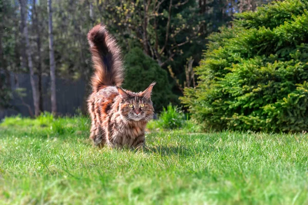 Portrait optimistic Maine Coon cat on green grass with copy space and sunny summer day. Walk with pet in the garden — Stock Photo, Image
