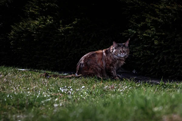 메인 콘 고양이. 밤 정원의 잔디 위의 고양이의 야간 사진. 달빛, 반어두움, 어두운 배경 — 스톡 사진