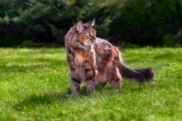 Portré nagy cica Maine Mosómedve a parkban. Fiatal aranyos macska sétál a zöld füvön a napos nyári napon. Kisállat séta szabadtéri kalandok a zöld fű — Stock Fotó