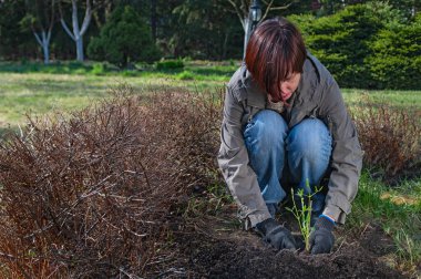 Kadın bahçede çalışıyor. Kız bahçede iklim bitkisi yetiştiriyor. Bahçıvan iş kıyafetleri içinde güneşli bir günde baharda tohum eker.