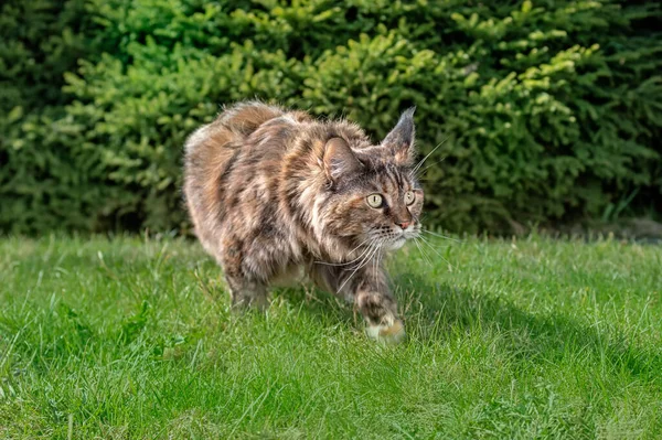 Maine Rakun kedi avı. Güneşli bahçede çimlerin üzerinde sinsi sinsi dolaşan bir portre. Ön manzara, yeşil kozalaklı arkaplan — Stok fotoğraf