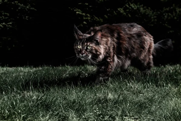 Le chat du Maine Coon chasse. Chasseur de nuit, prédateur harceleur au clair de lune — Photo