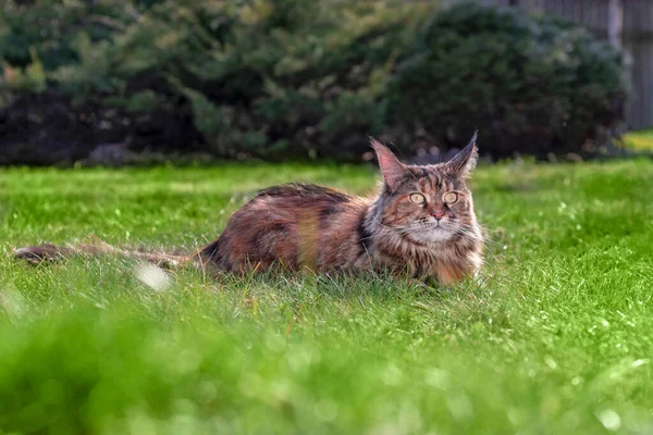 Grande maine coon gato deitado no gramado verde no parque. Verão ensolarado, dia de primavera — Fotografia de Stock