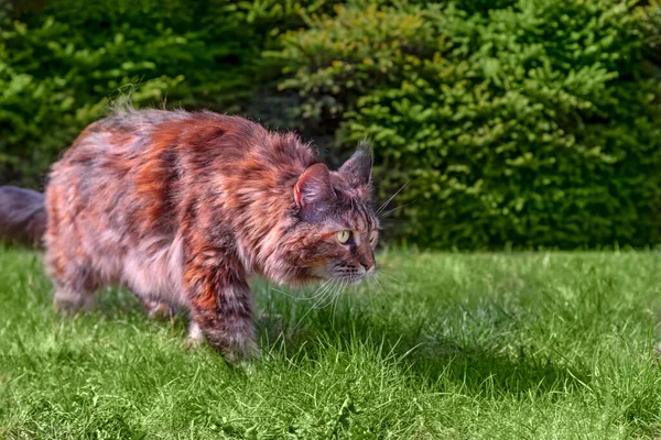 Ritratto grande gatto tabby Maine Coon nel parco. Cat cammina sull'erba verde nella soleggiata giornata estiva. Animali a piedi avventure all'aperto sull'erba verde — Foto Stock