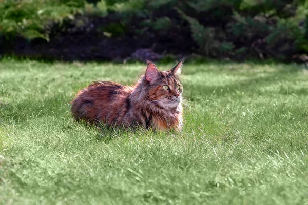 Nagy Maine Mosómedve macska feküdt a zöld gyepen a parkban. Napos nyár, tavaszi nap, oldalra néz, oldalra néz — Stock Fotó