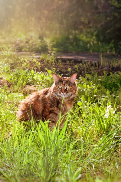 Maine Mosómedve macska ül a fűben egy nyári parkban a fényes napon — Stock Fotó