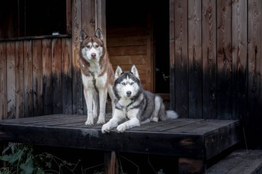 Ahşap verandada iki Sibirya köpeği. Husky köpekleri kameraya bakar. Arka planda eski av kulübesi.