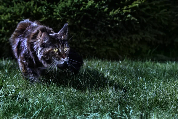 Chasse au chat dans le jardin de nuit. Un grand chat coon maine traque l'herbe au clair de lune. Espace de copie — Photo