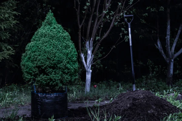 Świerk stoi przy wzgórzu gleby z łopatą do sadzenia w ogrodzie. Projektowanie krajobrazu, krajobrazu. Noc. — Zdjęcie stockowe