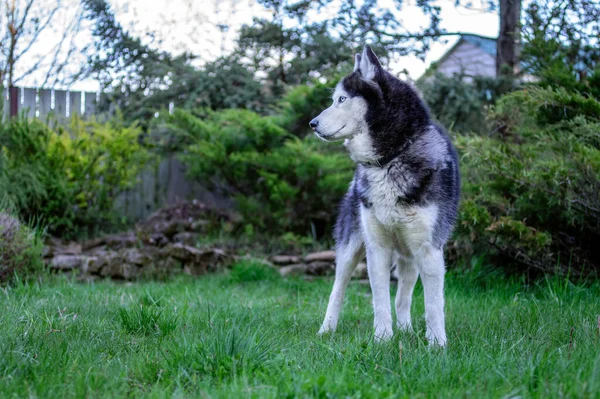 Černobílé sibiřské husky s modrýma očima procházky v letním parku. Portrét husky pes na pozadí zelené zahrady — Stock fotografie