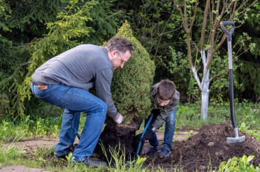 Baba ve oğul bahçeye genç bir ağaç dikerler. Aile işlerini, hobileri, tohum ekmeyi...