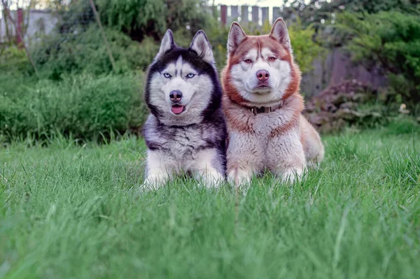 Gyönyörű portré fekete-fehér és piros szibériai husky kutyák a háttérben nyári kert — Stock Fotó