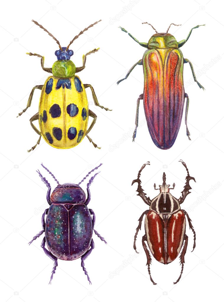 watercolor illustration insects - bugs