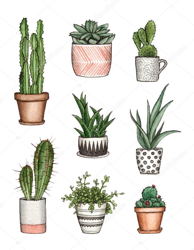 watercolor illustration home plants.