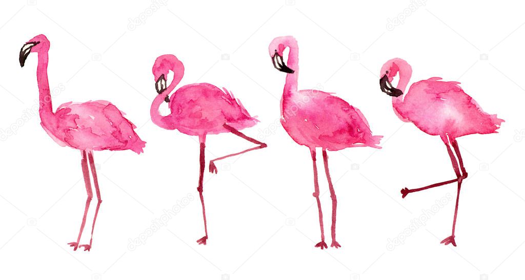 watercolor illustration pink flamingos. 