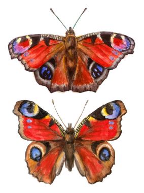 watercolor illustrations insects - peacock butterflies. clipart