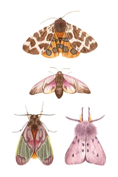 Aquarel illustraties insecten - nachtvlinders. — Stockfoto
