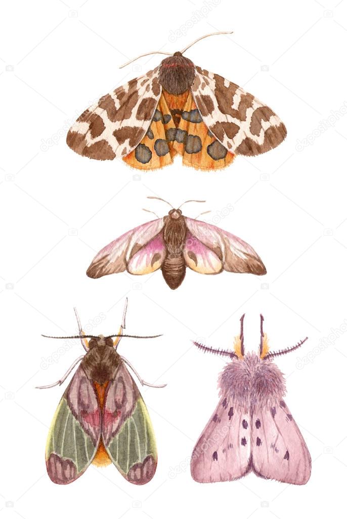 watercolor illustrations insects - moths. 