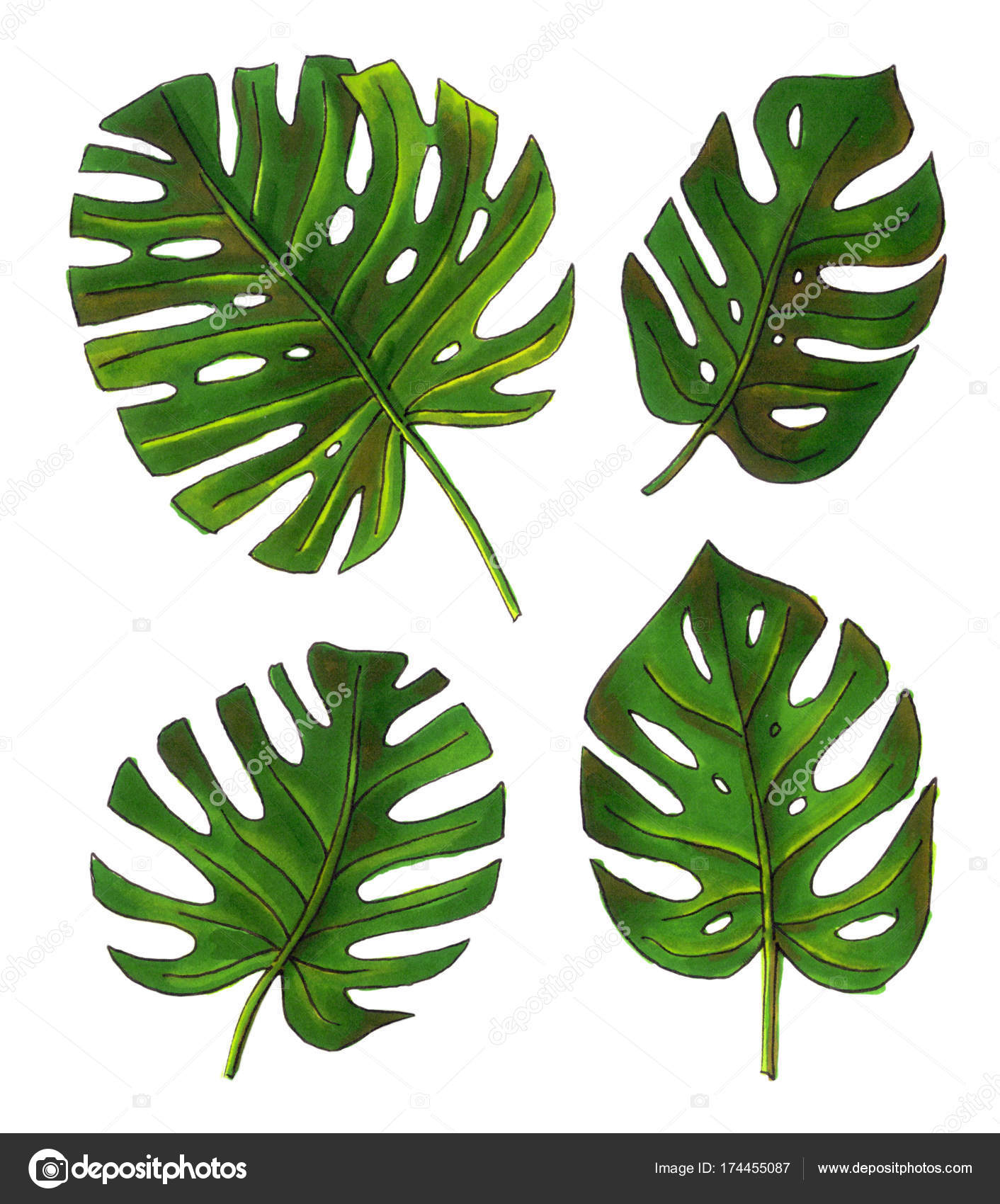 Set Di Tropicale Foglie Palmo Schizzo Stile Vettore Illustrazione Clipart K43071941 Fotosearch