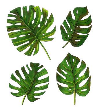 Eskiz çizimler tropikal monstera. 