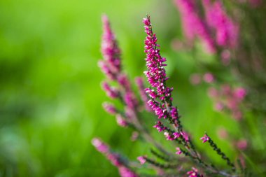 Heather sonbahar bahçe.