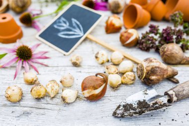 Çiçek soğanı ve toprağa dikim Bahçe aksesuarları.